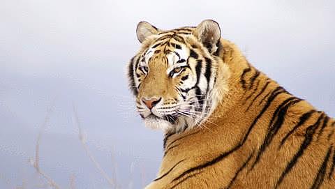 为什么老虎吃过人之后一定要杀死，动物学家的解释让人深思 - 1