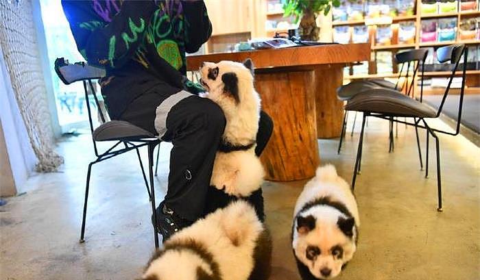 宠物店里竟有多只熊猫？细看才知是被染毛的松狮犬 - 4