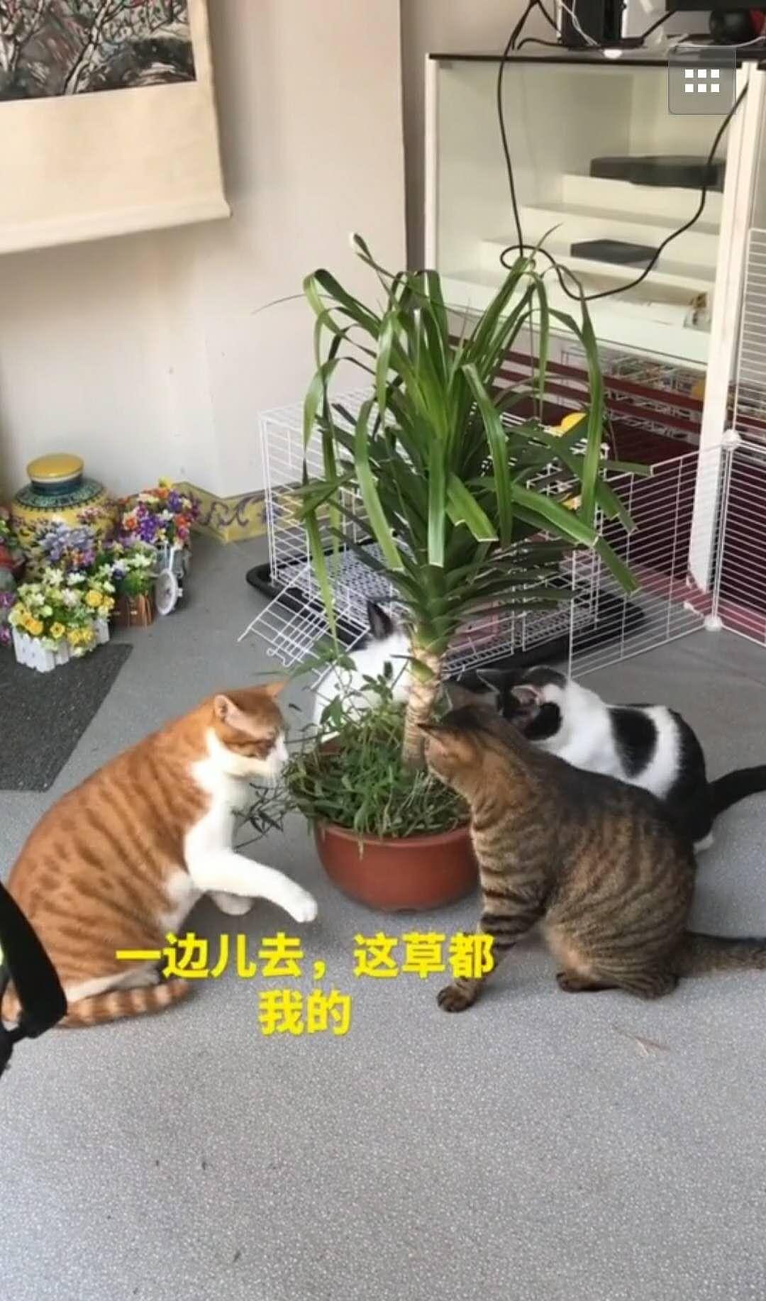 橘猫带领伙伴气势汹汹去抢兔子的草，最后的结局却惨不忍睹！ - 1