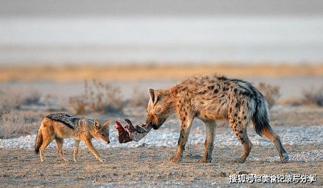 你真的了解鬣狗吗？令人讨厌的行为下，是值得敬佩的生存大师 - 3