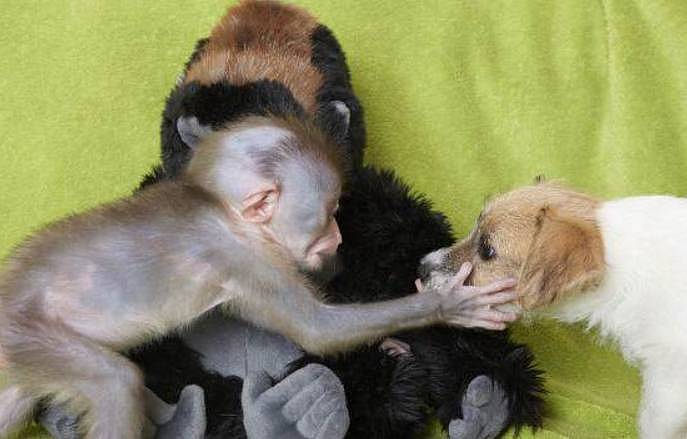 猩猩与流浪狗的“爱情”，网友：那狗子还会害羞？真爱啊！ - 4