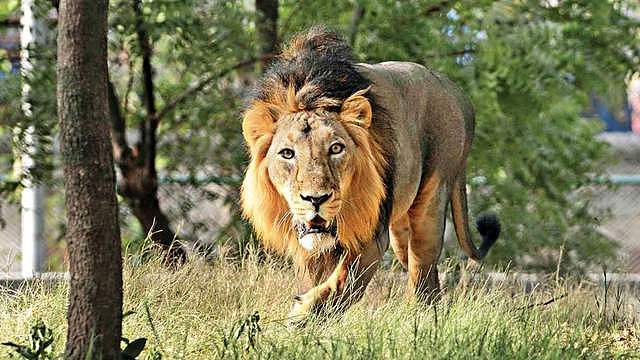苏门答腊虎vs亚洲狮，事实证明，狮子无愧于“万兽之王”的称号 - 5