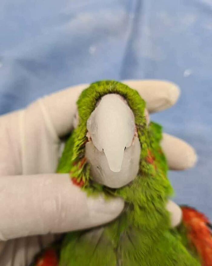 拯救鹦鹉！巴西一只鹦鹉的喙严重受损，装上人工喙后可以吃米糊 - 15