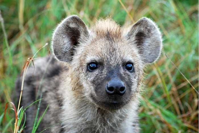 Spotted-Hyena-Cub-777x520.jpg