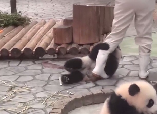 熊猫在日本的生活，过得无法无天，团子：我不听，就要举高高！ - 8