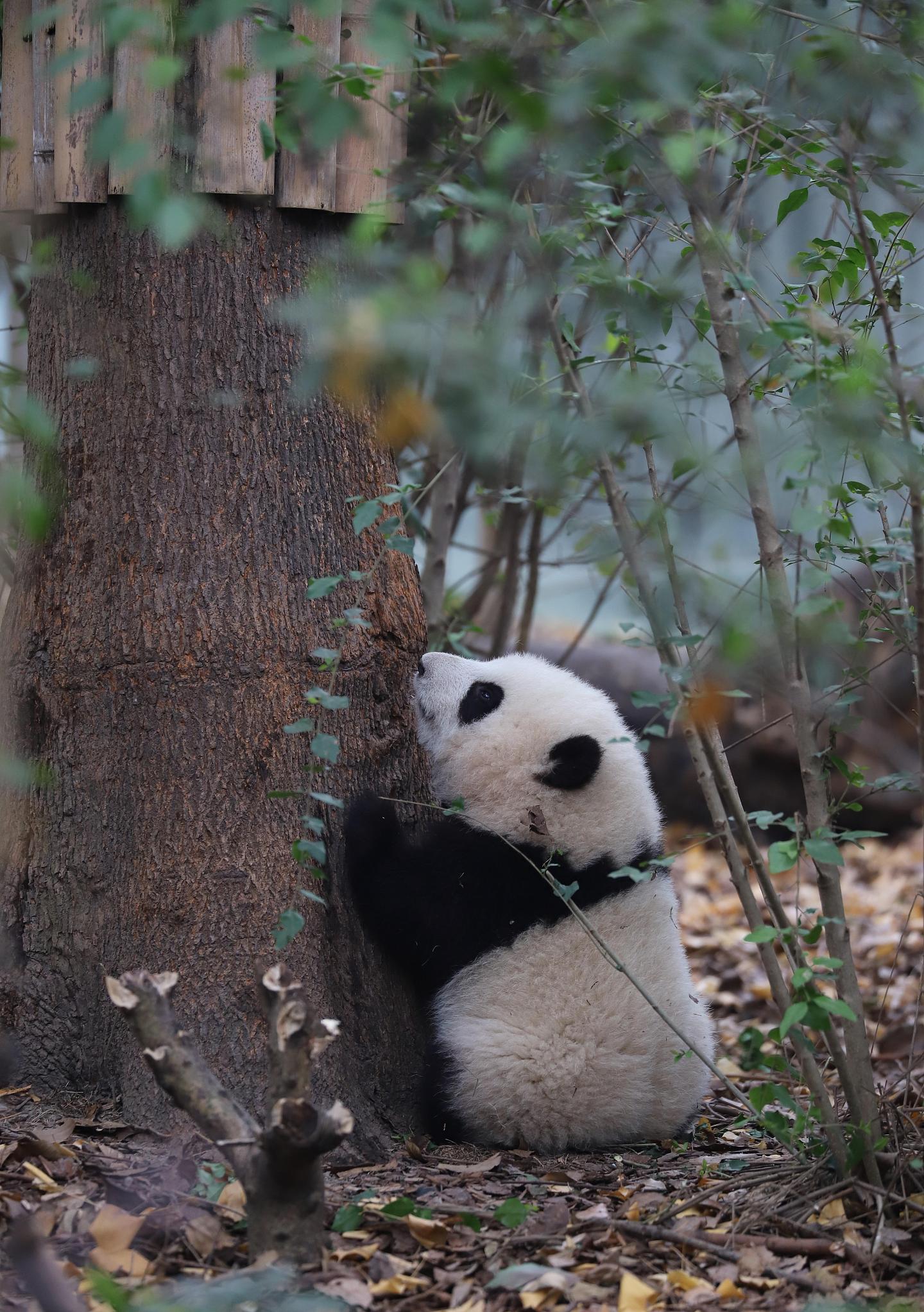 熊猫：励志小和花和她的小伙伴们，趣事分享 - 1
