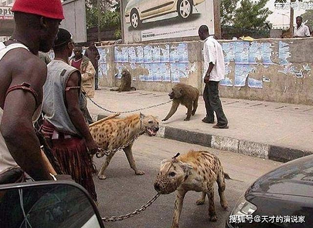 非洲人能“驯服”鬣狗？怪不得连狮子都不怕的它，看到非洲人就跑 - 6