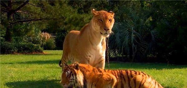 狮虎兽气场太强, 老虎和狮子也只能俯首称臣 - 4