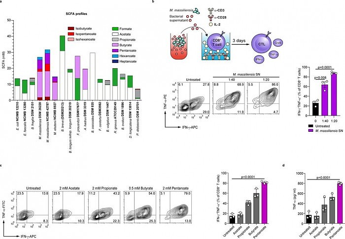 揭开肠道菌抗肿瘤的机制:微生物短链脂肪酸改善癌症的过继免疫疗法 - 2
