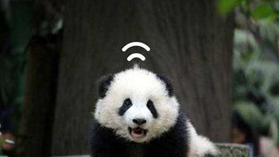 第一只火遍全球的“网红”熊猫，头顶“WiFi信号”，萌翻全世界！ - 1