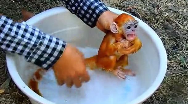 主人给小猴子洗澡，猴子以为溺水了，接下来它的举动让人笑喷！ - 2