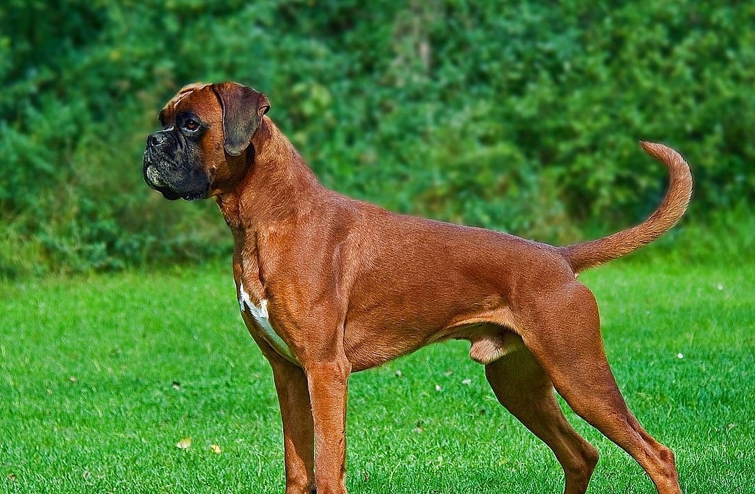 在欧洲人心中，最佳护卫犬并非德牧，杜宾犬，而是由斗犬衍生的它 - 5