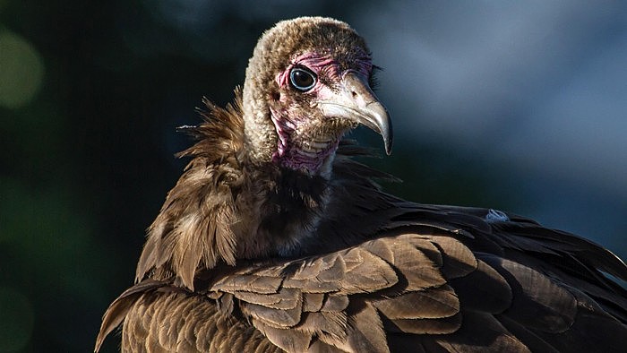研究发现世界范围内秃鹰数量减少 可能带来严重的疾病风险 - 3