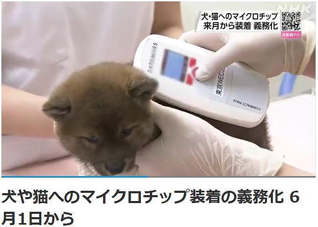 日本新法规定商家必须给猫狗植入芯片 6月1日生效 - 1