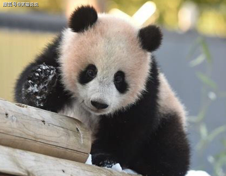 日本网友评大熊猫香香归还之事：要求送给他们，宣言香香的故乡是日本！ - 1