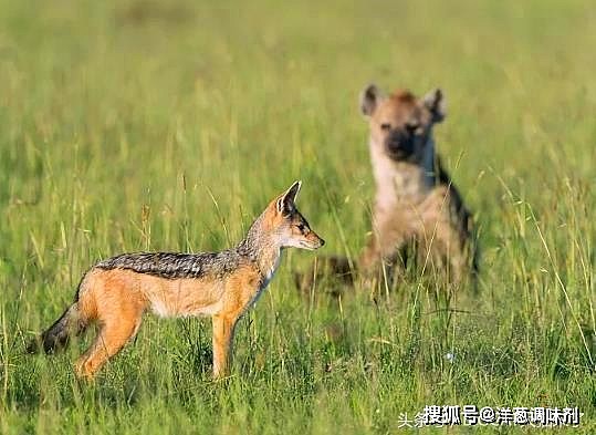 胡狼那么小，为何常从狮子鬣狗那里抢走食物？它只用了这一招 - 1