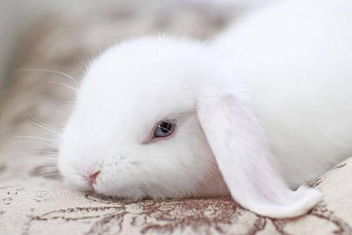 兔子伤口感染化脓用什么药 - 2