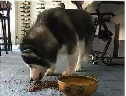 给狗子喂食看到碗里有虫，主人拿过碗想弄走虫，没想到狗露出尖牙 - 1