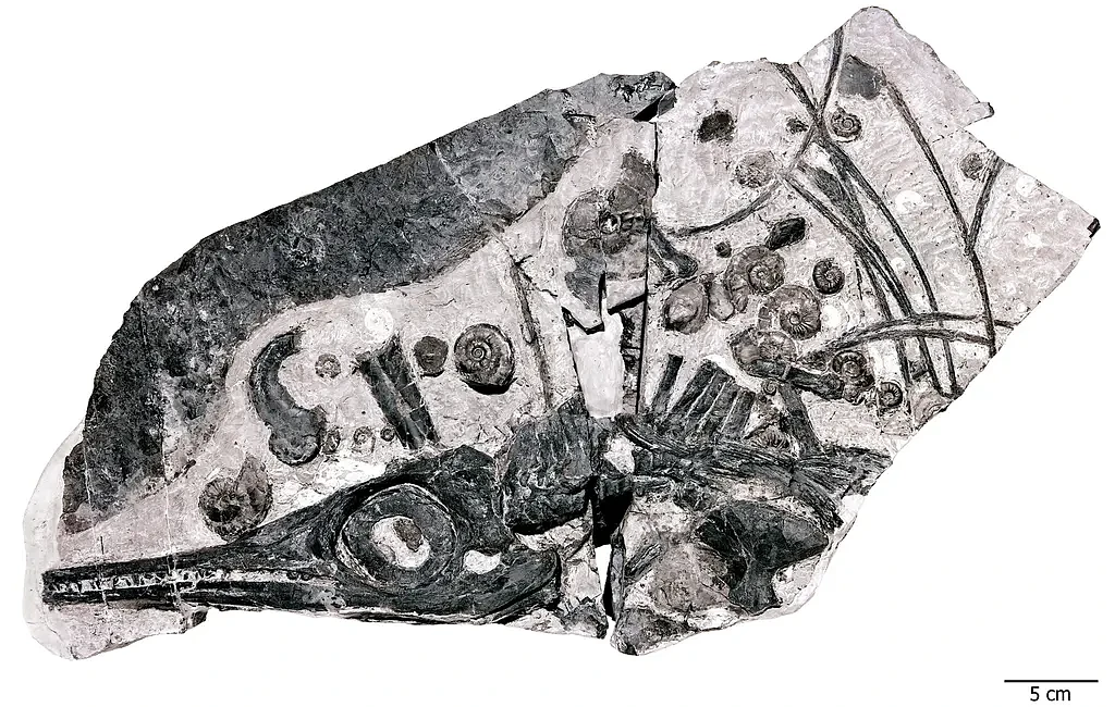 鱼龙化石被证为新物种：体长17米 头骨尺寸超2米 - 5