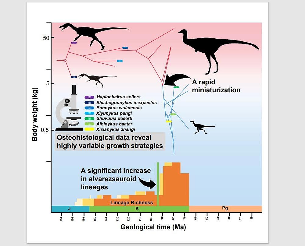 不寻常的恐龙迅速缩小到鸡的大小 因为它们食性大变 - 2