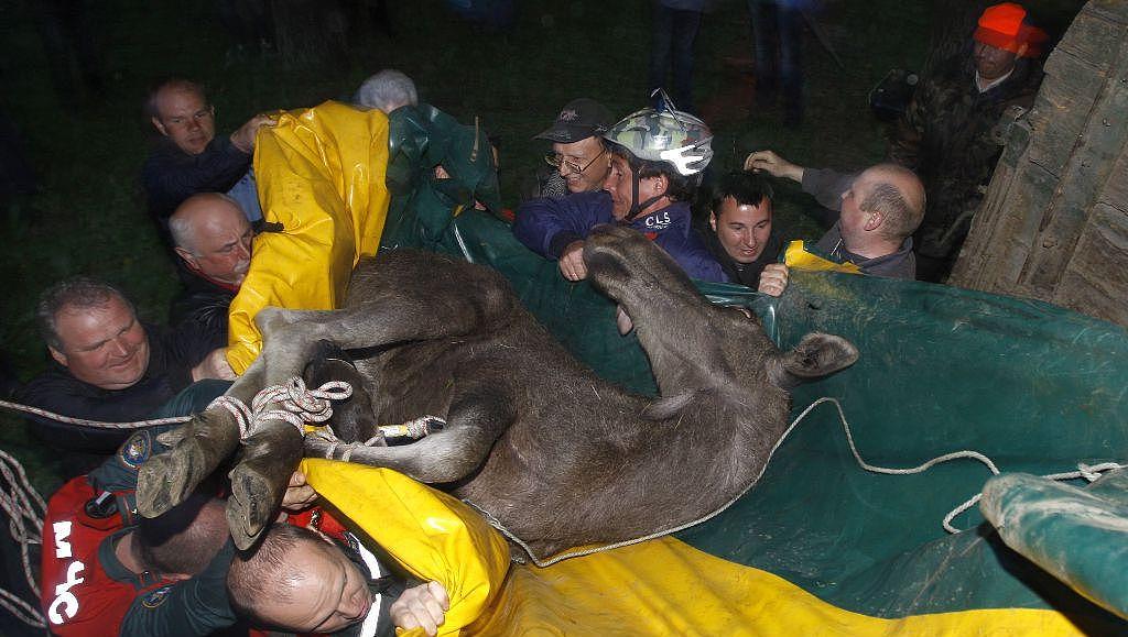 白俄罗斯明斯克麋鹿误闯公园横冲直撞最终被兽医制服送往动物园 - 4