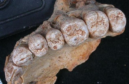 1993年10月31日：250万年前人类颚骨化石出土 - 1