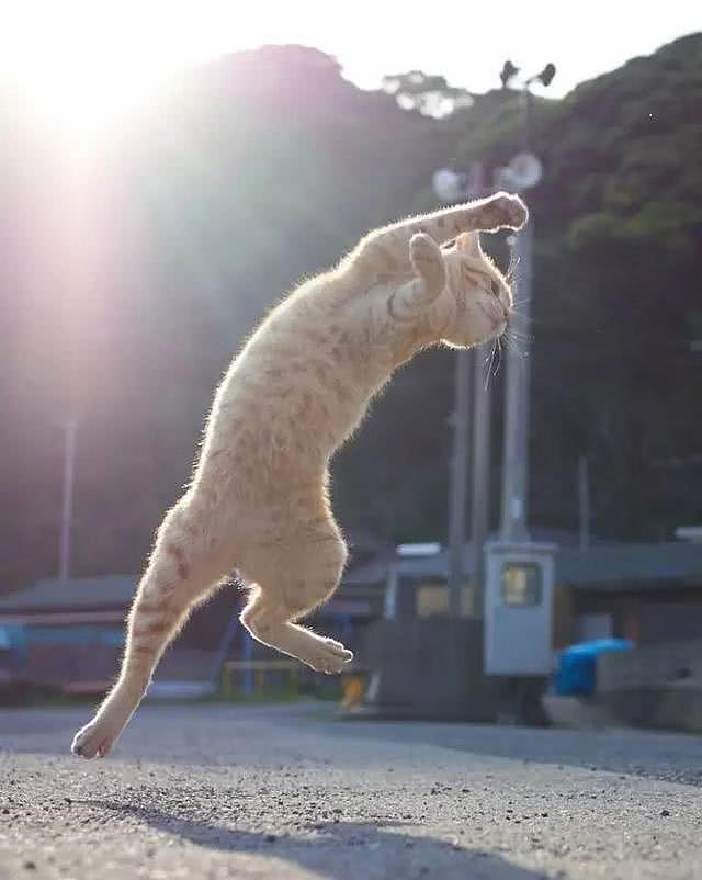 奶奶捡了一只橘猫, 经常带着它去跳广场舞, 1个月后橘猫已然是“村中舞王”! - 2