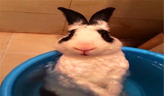网友给兔子洗澡，非但没反抗还泡起了热水澡，感觉活成了人的模样 - 3