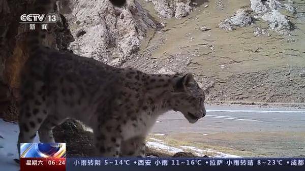全球最美猫科动物！来看“雪山精灵 ”雪豹的自述→ - 7