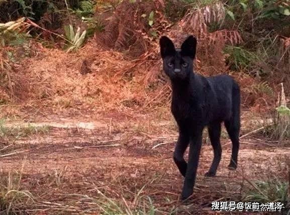 3种黑化猫科动物：黑化金猫最惊艳，黑豹最威风，黑化薮猫像精灵 - 6