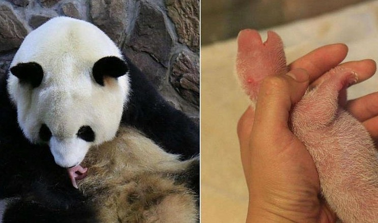 熊猫妈妈第一次生宝宝，吓得躲在墙角，团子：这小老鼠和我没关系 - 2