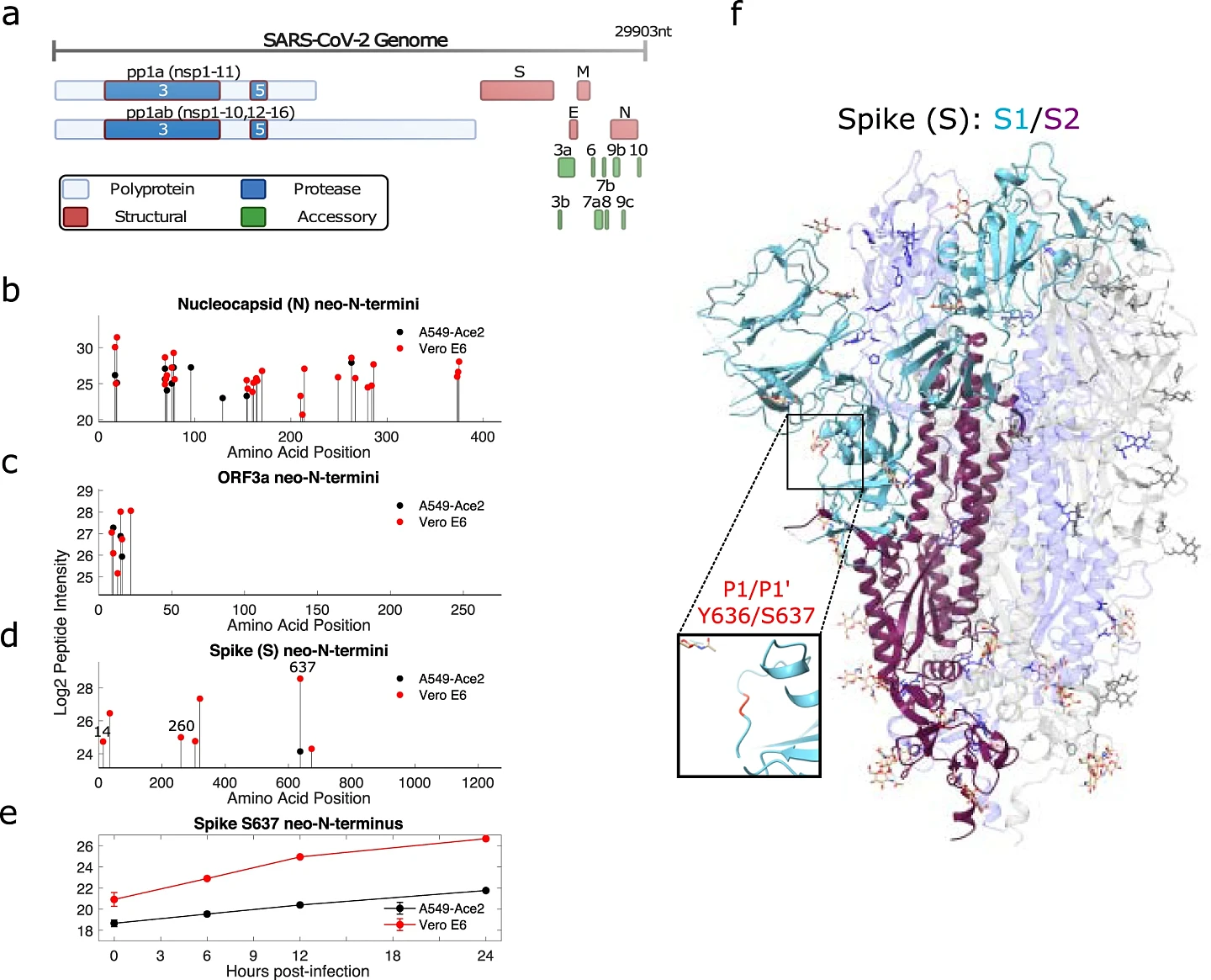 研究：SARS-CoV-2蛋白酶的抑制靶点可以阻断感染 - 2