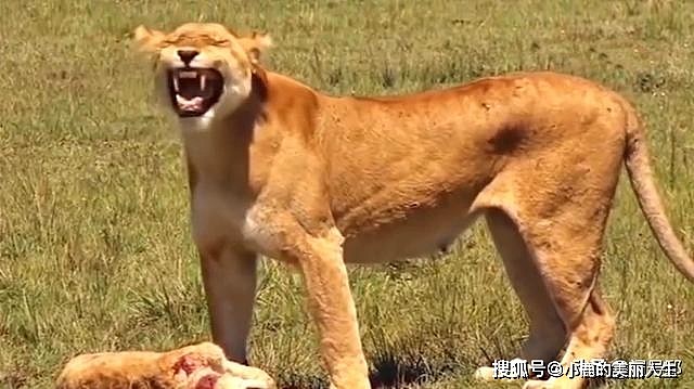 狮子与鬣狗的那些新仇旧恨史：非洲“二当家”是大猫们惹不起的 - 11