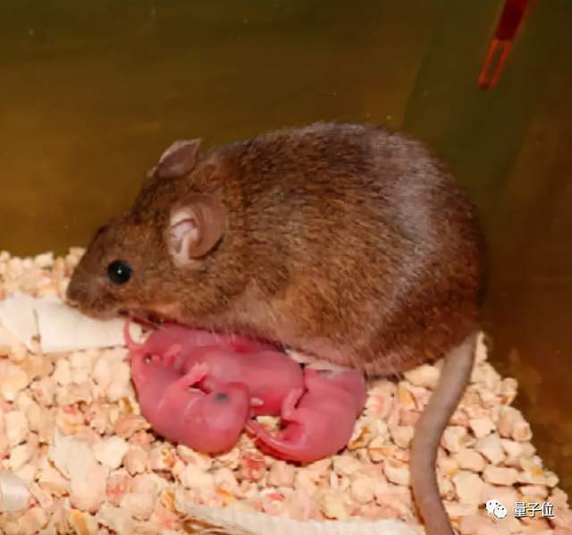 不用精子就能繁育后代 科学家只用1个卵细胞就培育出健康小鼠 - 10