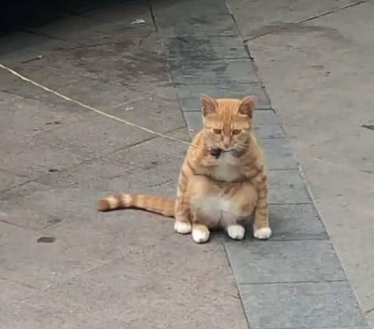 路边偶遇一只被拴的橘猫，总觉得哪里别扭，蹲下一瞧笑出了声！ - 3