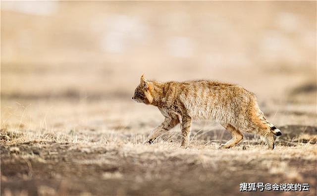 祁连山出现神秘的荒漠猫，颜值呆萌敢吃毒蛇，凶猛不输花豹 - 2