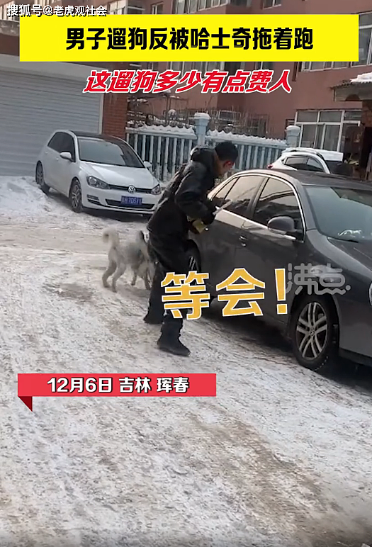 吉林珲春：男子雪天出门遛狗，反被哈士奇拖着跑，这遛狗多少有点费人 - 1
