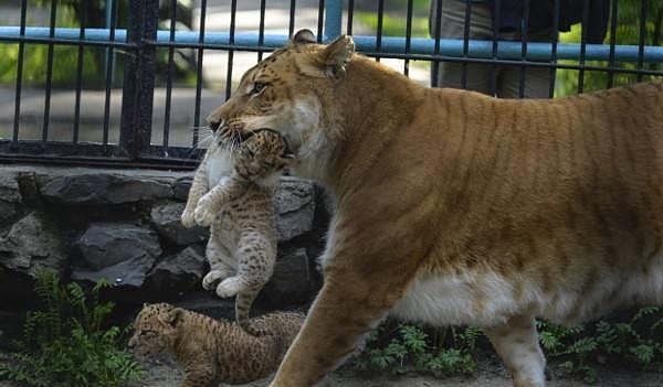 吓人！世界上体型最大的猫科动物，仅存一千头，不是老虎！ - 2