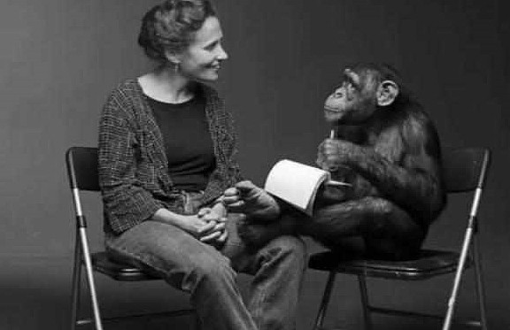 女子把猩猩当儿子养，教它手语，问它：你觉得你是人类还是猩猩？ - 1