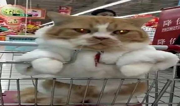 网友带橘猫逛超市，不一会儿就成为了焦点，猫：头要被摸禿的节奏 - 3