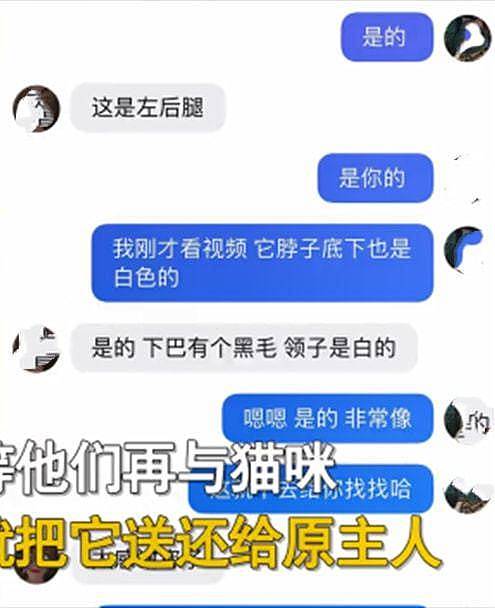 妻子坚决不同意养猫，隔了几天后却变了个人：完全沦陷了呀 - 5