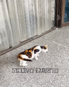小猫躺在便利店门口，左右张望看着路人：可以给我一口吃的吗？ - 3