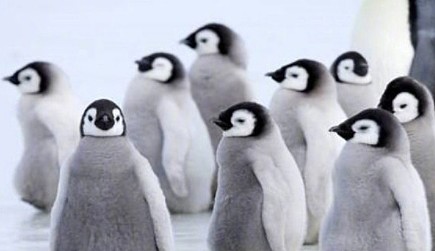 动物的迷之可爱习性，企鹅认人做“大哥”，小熊猫的威吓认真的？ - 2