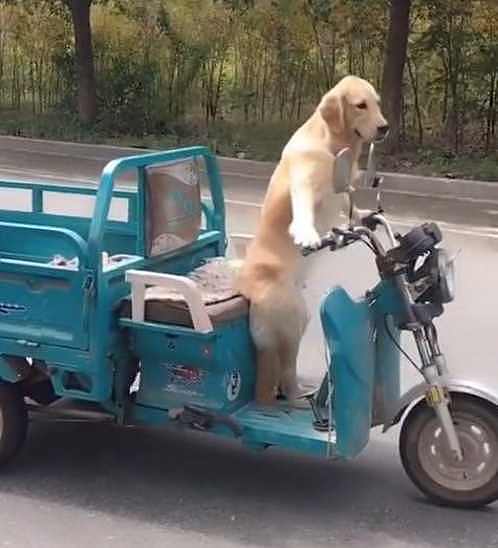 农村男子养了一条宠物狗，这狗狗每天骑着电动三轮车去兜风！ - 3