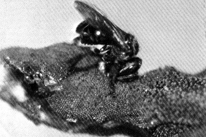 科学家发现已经进化的秃鹫蜜蜂 它们喜食腐肉 - 2