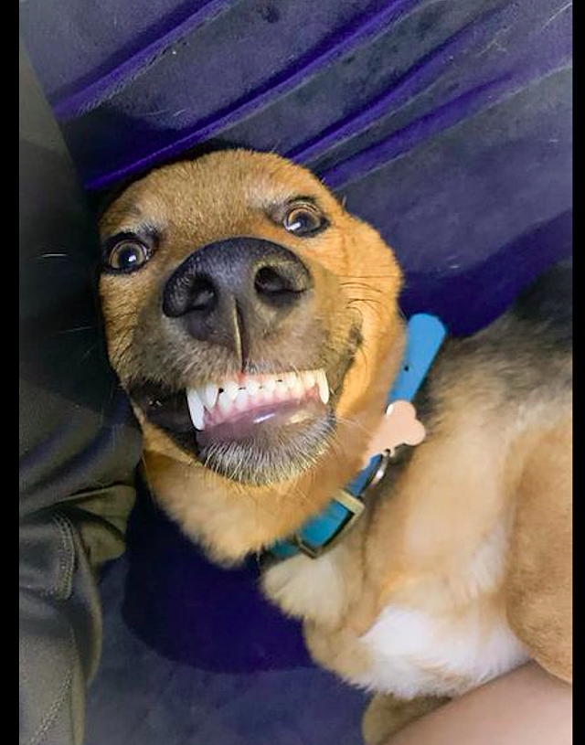 给狗狗拍照片时，它就张开嘴巴露出牙齿微笑，这笑容看起来很甜呀 - 3