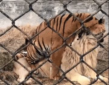 北京野生动物园中一头老虎欺负白色雄狮，被一只狗吠了几下，老虎就被吓走 - 1