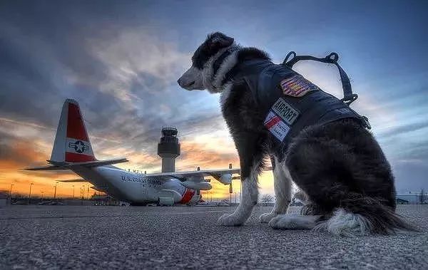 机场英雄狗狗患癌离世，离开前一天仍坚守岗位完成任务 - 4