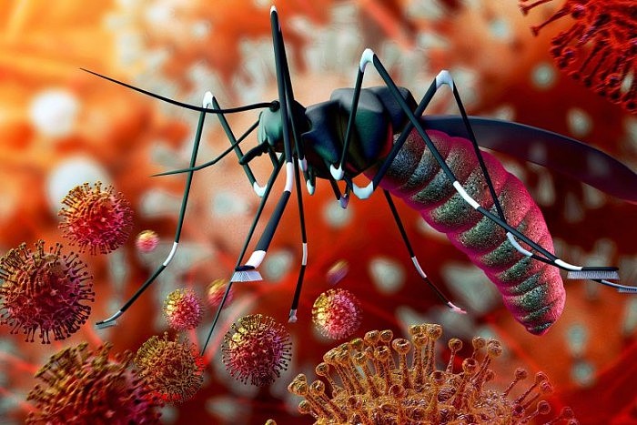 Zika-Malaria-Mosquito-Virus-Concept-Illustration-777x518.jpg