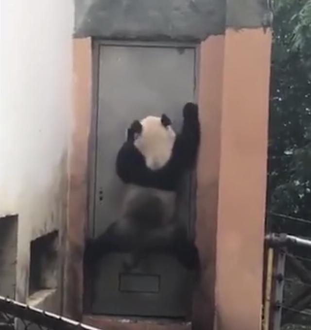 “熊猫”爬门越狱，然而门太高，下一秒让它怀疑熊生！ - 1